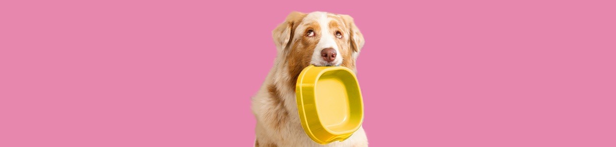 Питание собак и щенков