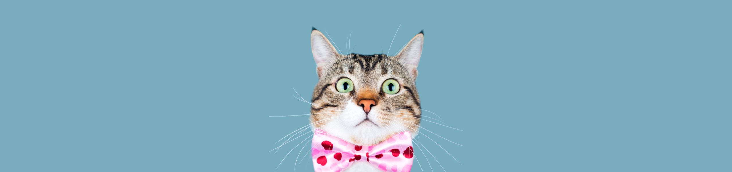 Все про котів, кішок і кошенят