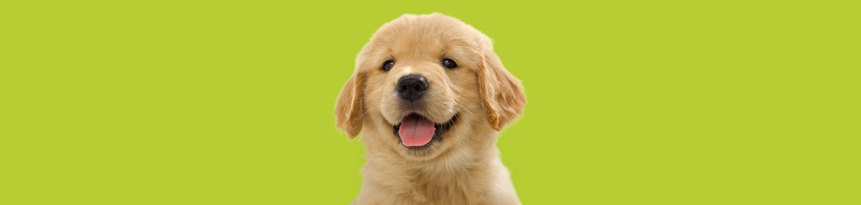 Адаптація собаки в новому домі