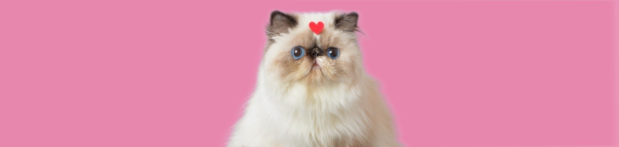 Все для родителей кошек и котов