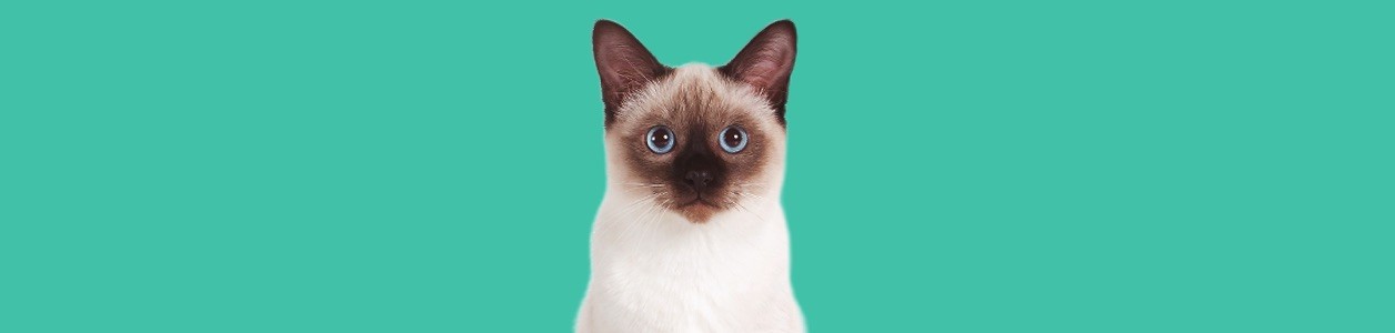 Породи котів