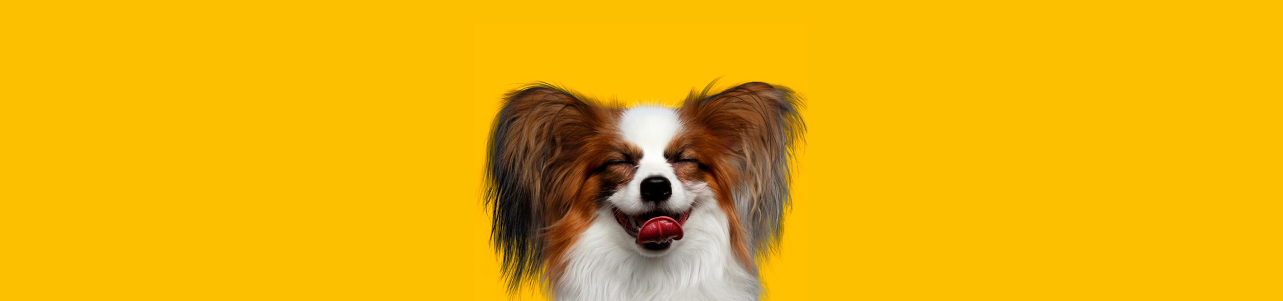 Все про собак