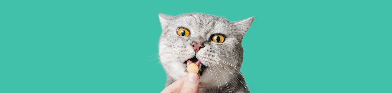 Здоров'я котів і кішок