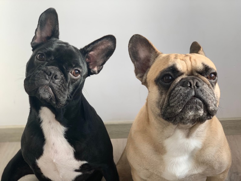 Брахіцефали