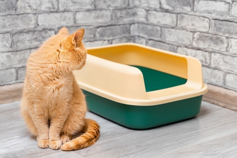 Чому кіт не ходить у лоток