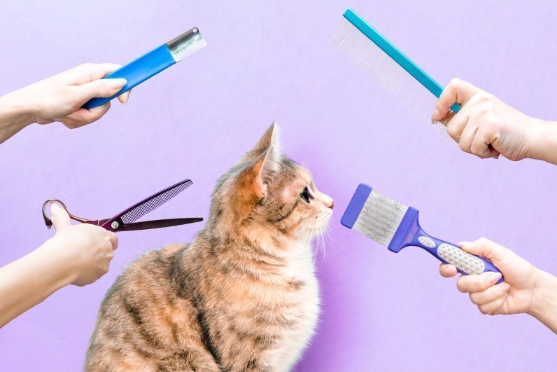 Чи можна стригти котів