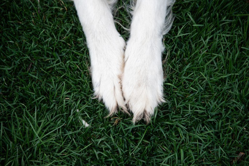 Догляд за лапами собаки