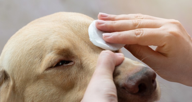 Догляд за очима собаки: правила та корисні рекомендації