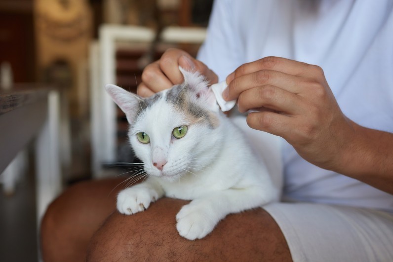 Як чистити вуха коту