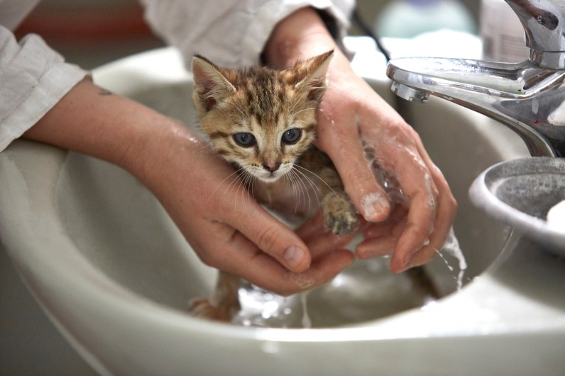 Как купать котенка