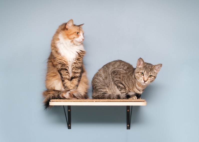 Як познайомити котів