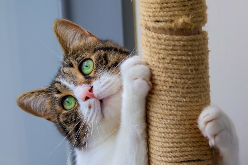 Як привчити кота до кігтеточки