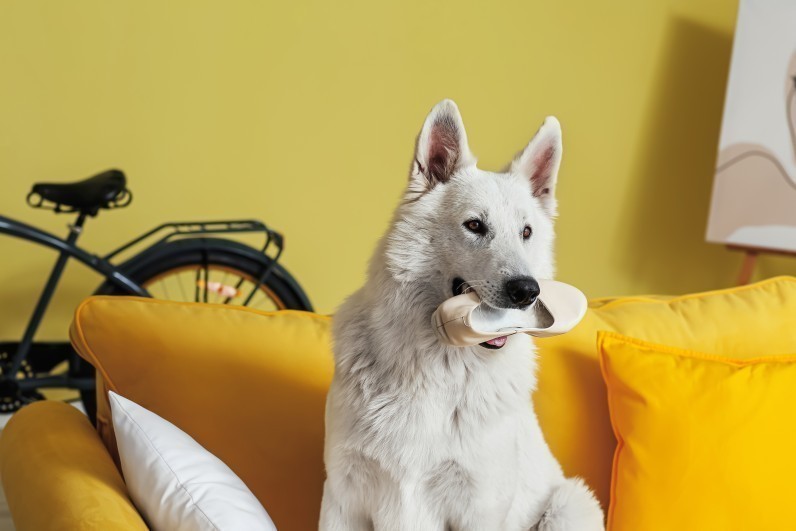 Як відучити собаку гризти речі