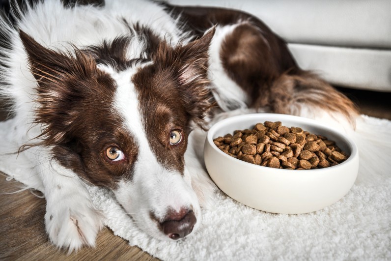 Як вибрати корм для собаки: поради з підбору корму для песиків різних порід та віку