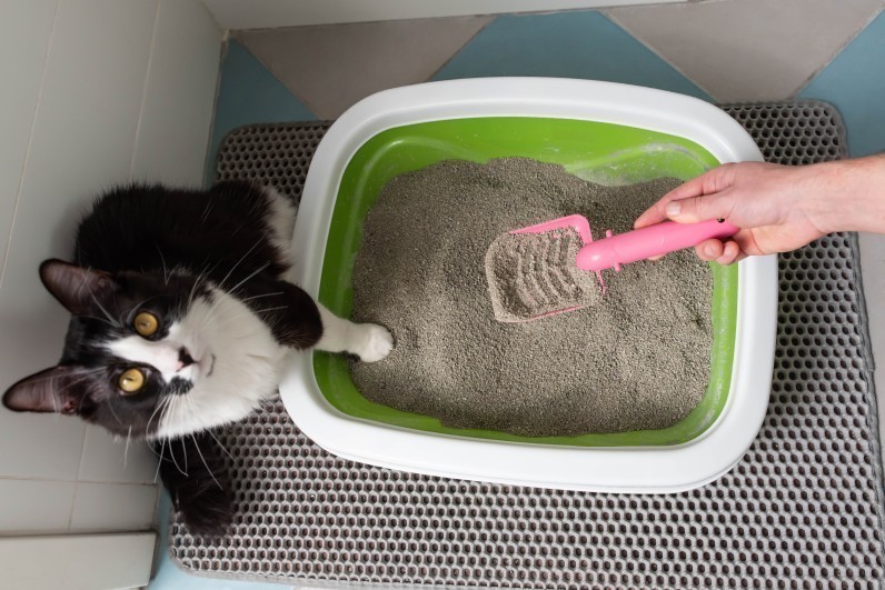 Як вибрати наповнювач для котячого туалету