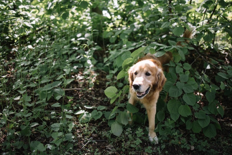 Як захистити собаку чи кота від кліщів