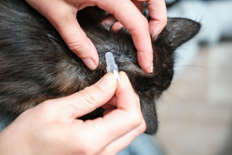 Куди капати краплі від бліх, глистів та кліщів котам і собакам