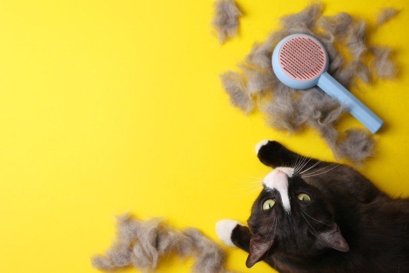 Линька у котів: чому виникає та що робити