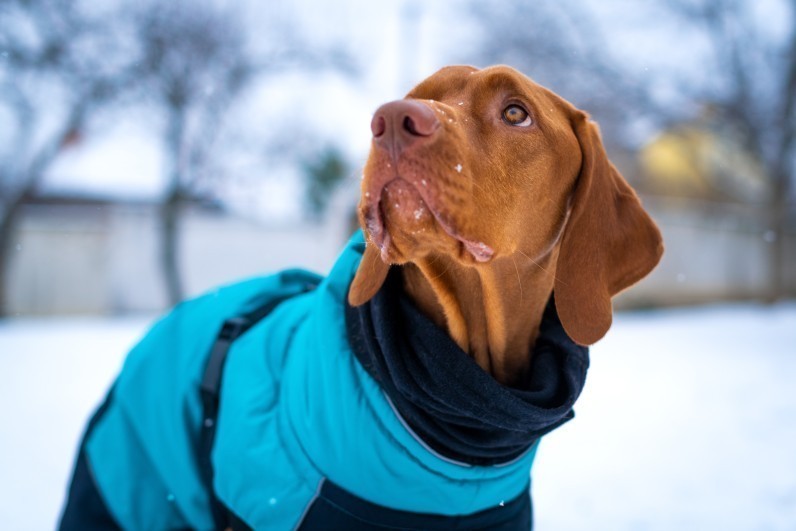 Одягаємось тепліше: чи потрібен улюбленцям зимовий одяг