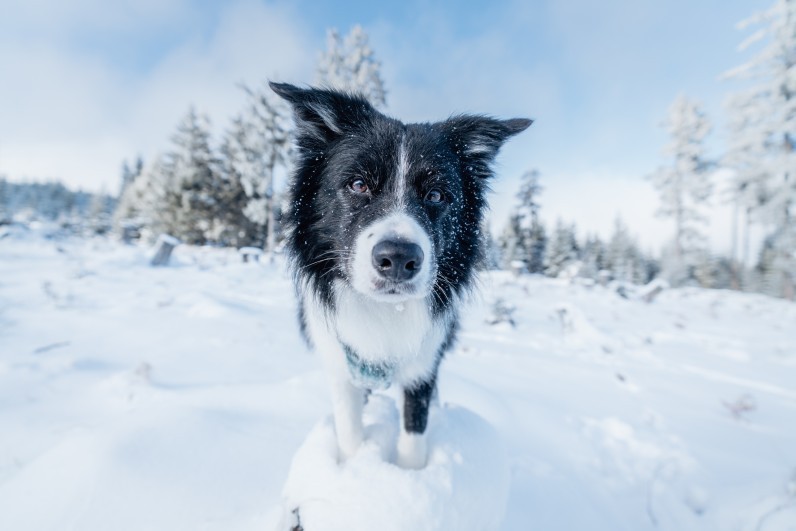 Переохолодження та обмороження у собак: як розпізнати та допомогти