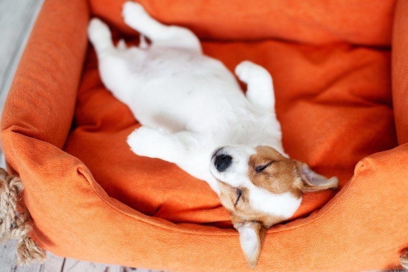 Що потрібно купити для цуценяти