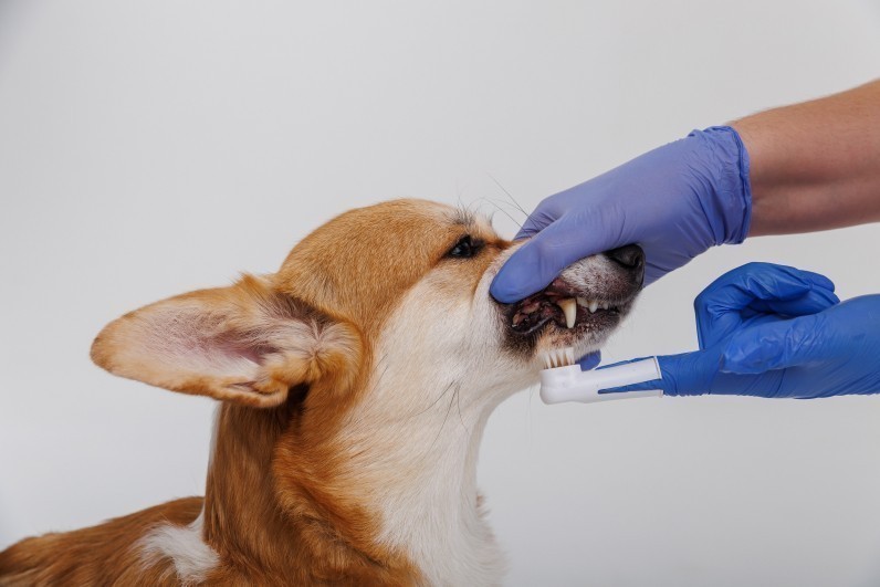 Що придбати для догляду за зубами улюбленця