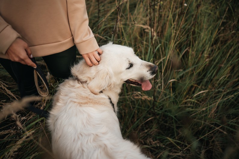 Що таке устюк: небезпека для собак і котів та як вберегти тварин