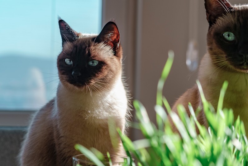 Сіамський кіт: усе про породу