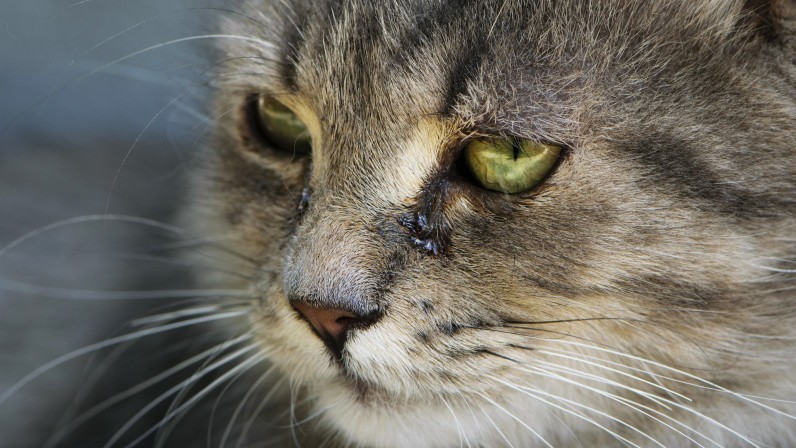 Сльозяться очі у кота