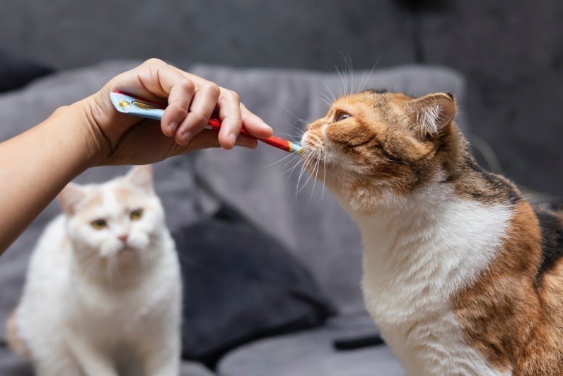 Соуси для звірят: 4 способи подачі