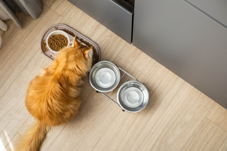 Сухий чи вологий корм для котів та собак: що вибрати