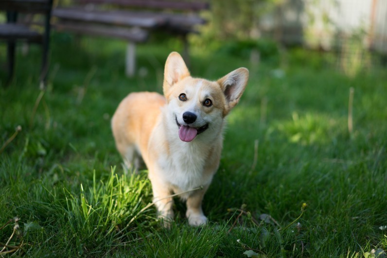 Вельш-коргі