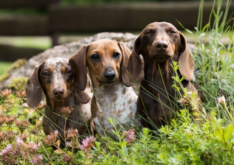Все про таксу