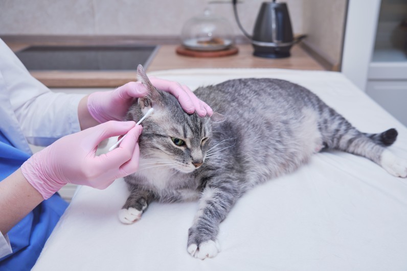 Вушний кліщ у кота: симптоми, лікування та профілактика отодектозу