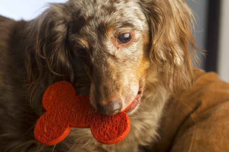 Все про таксу - Фото 3