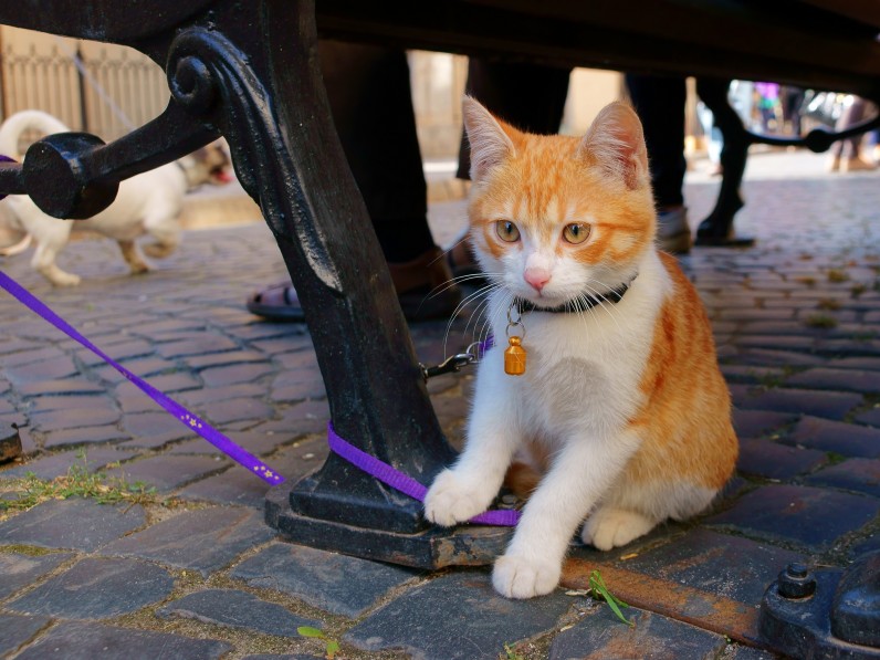 Как гулять с кошкой - Фото 2