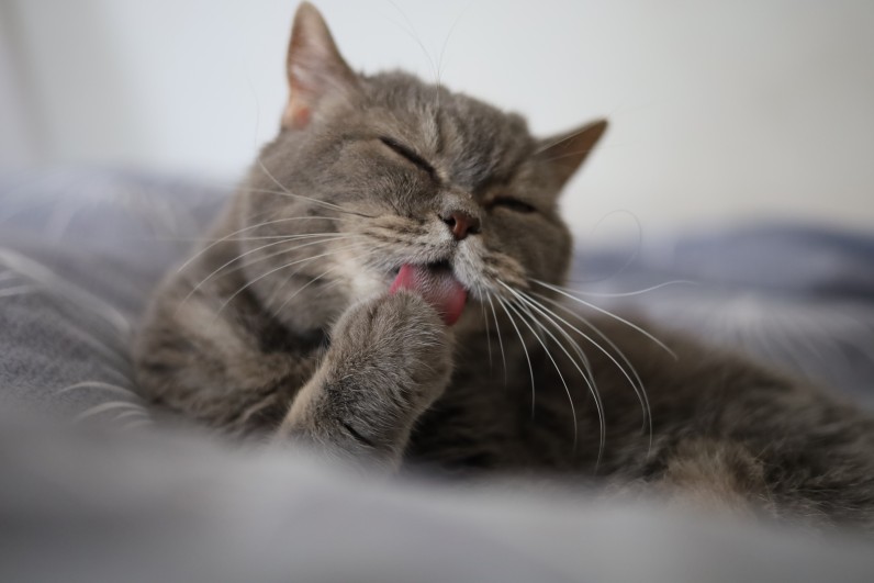 Британская короткошерстная кошка - Фото 2