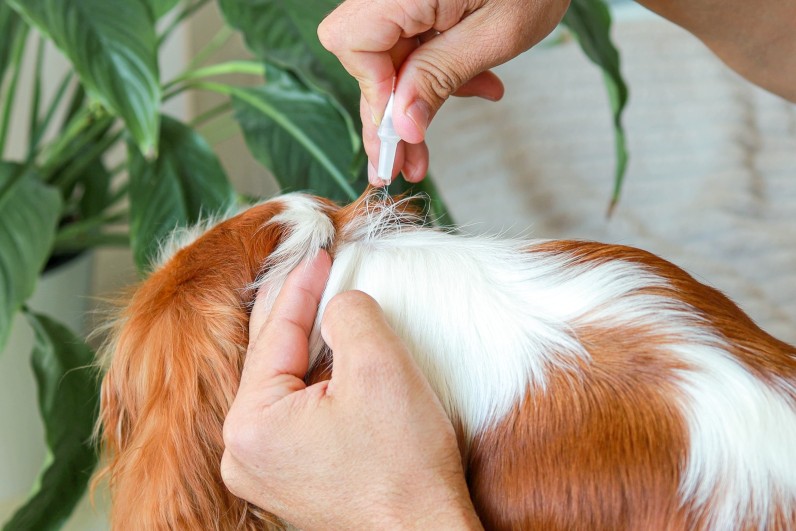 Обработка животных от паразитов: как и чем защитить кошек и собак - Фото 2