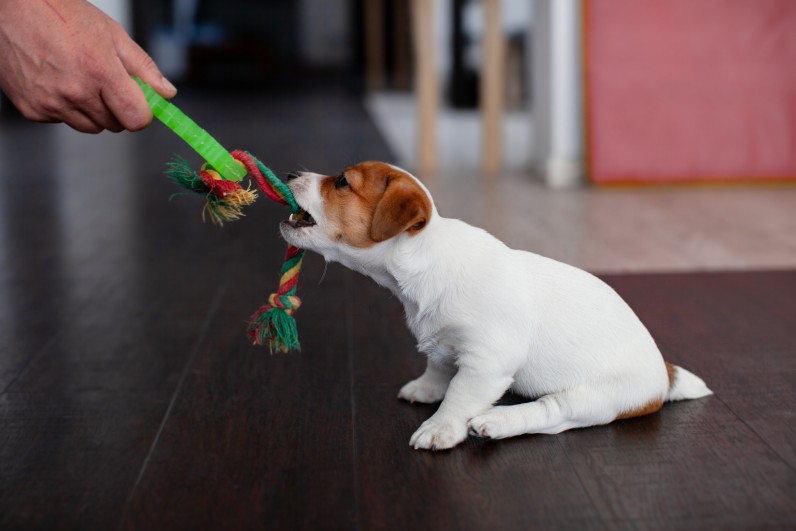 Что нужно купить для щенка - Фото 3