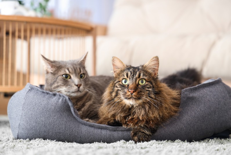 Как познакомить кошек - Фото 3