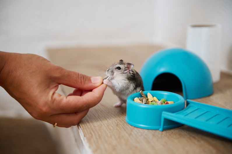 Що потрібно для хом'яка - Фото 2